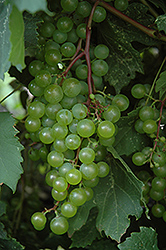 Morden 9703 Grape (Vitis 'Morden 9703') at A Very Successful Garden Center
