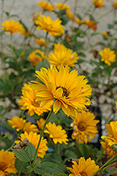 Bressingham Doubloon Sunflower (Heliopsis helianthoides 'Bressingham Doubloon') at Lakeshore Garden Centres