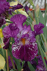 Gnu Again Iris (Iris 'Gnu Again') at A Very Successful Garden Center