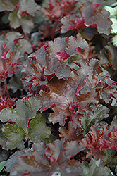 Crimson Curls Coral Bells (Heuchera 'Crimson Curls') at A Very Successful Garden Center