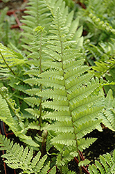 Mexican Male Fern (Dryopteris pseudo-filix-mas) at Stonegate Gardens
