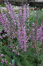 Pink Delight Sage (Salvia pratensis 'Pink Delight') at Lakeshore Garden Centres