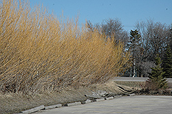 Golden Willow (Salix alba 'Vitellina') at Stonegate Gardens