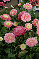 Tasso Pink English Daisy (Bellis perennis 'Tasso Pink') at A Very Successful Garden Center