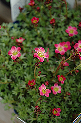 Red Form Saxifrage (Saxifraga x arendsii 'Highlander Red') at Lakeshore Garden Centres