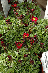 Dark Red Saxifrage (Saxifraga x arendsii 'Dark Red') at Lakeshore Garden Centres