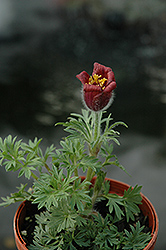 Red Bells Pasqueflower (Pulsatilla vulgaris 'Rote Glocke') at A Very Successful Garden Center