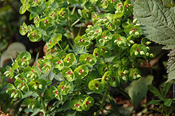 Rudolph Spurge (Euphorbia x martinii 'Waleuphrud') at Lakeshore Garden Centres
