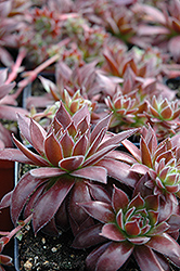Pacific Sexy Hens And Chicks (Sempervivum 'Pacific Sexy') at Lakeshore Garden Centres