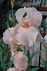 Magical Encounter Iris (Iris 'Magical Encounter') at A Very Successful Garden Center