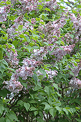 Blanche Sweet Lilac (Syringa x hyacinthiflora 'Blanche Sweet') at A Very Successful Garden Center