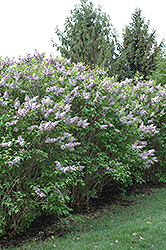 Blanche Sweet Lilac (Syringa x hyacinthiflora 'Blanche Sweet') at A Very Successful Garden Center