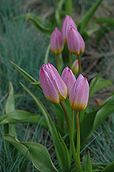 Lilac Wonder Tulip (Tulipa bakeri 'Lilac Wonder') at Stonegate Gardens
