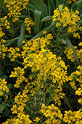 Citrona Yellow Wallflower (Erysimum 'Citrona Yellow') at Stonegate Gardens