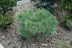 Windswept White Pine (Pinus strobus 'Windswept') at A Very Successful Garden Center