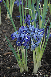 Harmony Reticulated Iris (Iris reticulata 'Harmony') at A Very Successful Garden Center