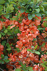 Japanese Flowering Quince (Chaenomeles japonica) at A Very Successful Garden Center