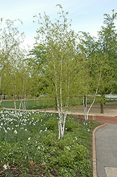 Whitespire Senior Birch (Betula populifolia 'Whitespire Senior') at A Very Successful Garden Center