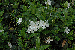 White Periwinkle (Vinca minor 'Alba') at Stonegate Gardens