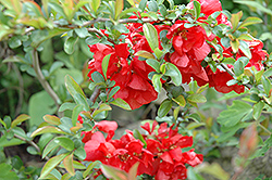 Texas Scarlet Flowering Quince (Chaenomeles speciosa 'Texas Scarlet') at Lakeshore Garden Centres