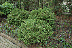 Wintergreen Boxwood (Buxus microphylla 'Wintergreen') at A Very Successful Garden Center
