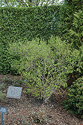 Rhett Butler Winterberry (Ilex verticillata 'Rhett Butler') at Stonegate Gardens