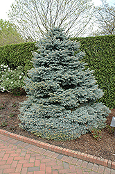 R. Kluis Blue Spruce (Picea pungens 'R. Kluis') at Lakeshore Garden Centres