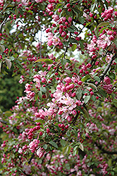 Indian Summer Flowering Crab (Malus 'Indian Summer') at A Very Successful Garden Center