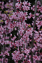 Texas Redbud (Cercis canadensis 'var. texensis') at Stonegate Gardens