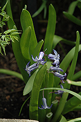 Blue Festival Hyacinth (Hyacinthus orientalis 'Blue Festival') at A Very Successful Garden Center