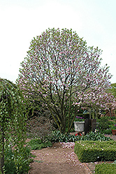 Alexandrina Saucer Magnolia (Magnolia x soulangeana 'Alexandrina') at Lakeshore Garden Centres