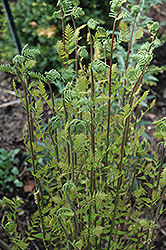 Hay-Scented Fern (Dennstaedtia punctilobula) at A Very Successful Garden Center
