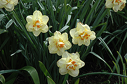 Manly Daffodil (Narcissus 'Manly') at A Very Successful Garden Center
