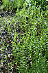 Marsh Fern (Thelypteris palustris) at A Very Successful Garden Center