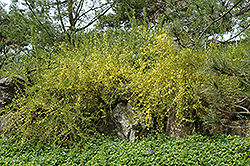 Arnold Dwarf Forsythia (Forsythia x intermedia 'Arnold Dwarf') at A Very Successful Garden Center