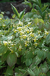 Yellow Barrenwort (Epimedium x versicolor 'Sulphureum') at A Very Successful Garden Center