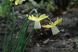Lavalies Daffodil (Narcissus 'Lavalies') at A Very Successful Garden Center