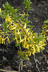 Golden Peep Forsythia (Forsythia x intermedia 'Courdijau') at A Very Successful Garden Center