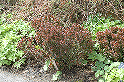Bagatelle Japanese Barberry (Berberis thunbergii 'Bagatelle') at A Very Successful Garden Center