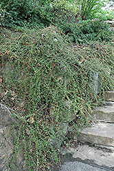 Skogholm Cotoneaster (Cotoneaster dammeri 'Skogholm') at Lakeshore Garden Centres