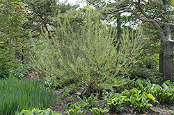 Rosemary Willow (Salix elaeagnos) at A Very Successful Garden Center