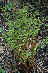 Marginal Wood Fern (Dryopteris marginalis) at The Mustard Seed