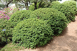 Green Mound Alpine Currant (Ribes alpinum 'Green Mound') at A Very Successful Garden Center