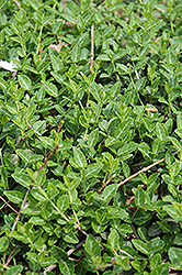 Minimus Wintercreeper (Euonymus fortunei 'Minimus') at Lakeshore Garden Centres
