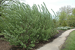 French Pussy Willow (Salix caprea) at A Very Successful Garden Center