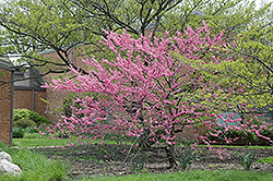 Wither's Pink Charm Redbud (Cercis canadensis 'Wither's Pink Charm') at Lakeshore Garden Centres