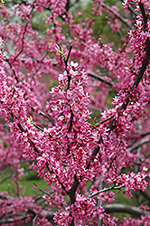Wither's Pink Charm Redbud (Cercis canadensis 'Wither's Pink Charm') at Stonegate Gardens