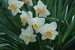 Coquille Daffodil (Narcissus 'Coquille') at Stonegate Gardens