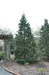 Sullivan Nootka Cypress (Chamaecyparis nootkatensis 'Sullivan') at A Very Successful Garden Center