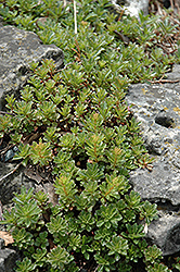Middendorf Diffusum Stonecrop (Sedum middendorfianum var. diffusum) at A Very Successful Garden Center